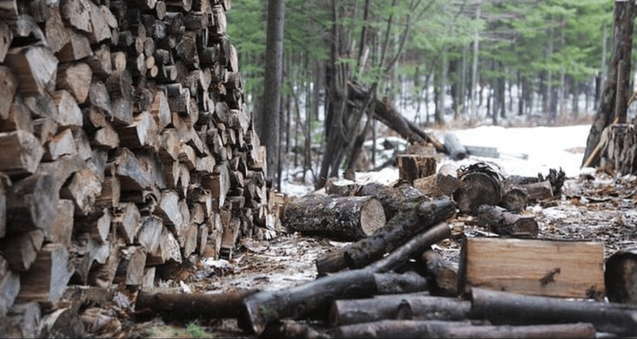 Fuelwood corded in the forest in Sherbrooke