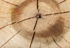 Extrémité d'une bûche qui est fendillée. Ce qui démontre que le bois est sec. La photo a été prise à Sherbrooke.